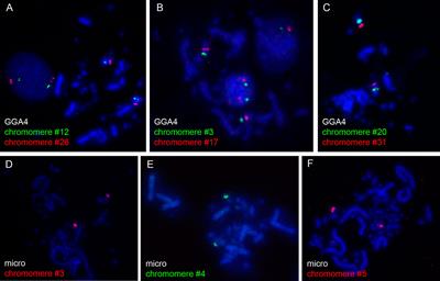 New Insights Into Chromomere Organization Provided by Lampbrush Chromosome Microdissection and High-Throughput Sequencing